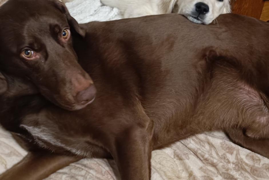 Disappearance alert Dog miscegenation Male , 5 years Blaisy-Bas France Disappearance alert Dog miscegenation Male , 5 years Blaisy-Bas France