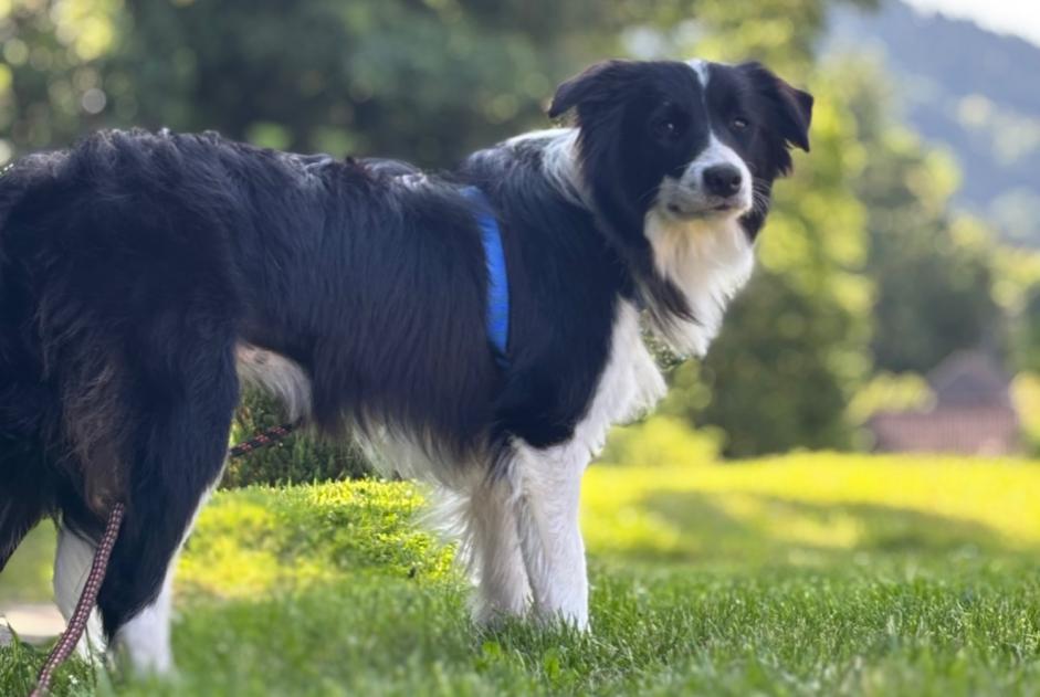 Disappearance alert Dog Female , 1 years Couchey France Disappearance alert Dog Female , 1 years Couchey France