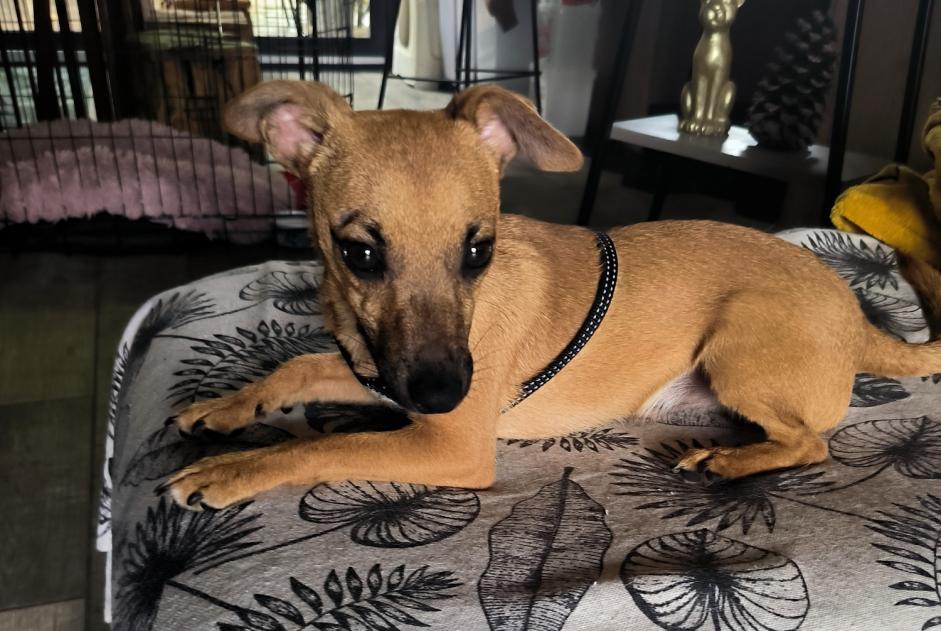 Ontdekkingsalarm Hond rassenvermenging  Mannetje Fauverney Frankrijk