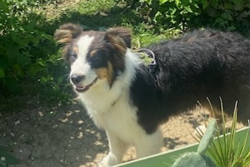 Verdwijningsalarm Hond Mannetje , 1 jaar Ouges Frankrijk Verdwijningsalarm Hond Mannetje , 1 jaar Ouges Frankrijk