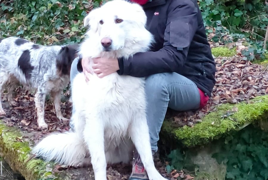 Verdwijningsalarm Hond rassenvermenging Mannetje , 10 jaar Grancey-le-Château-Neuvelle Frankrijk Verdwijningsalarm Hond rassenvermenging Mannetje , 10 jaar Grancey-le-Château-Neuvelle Frankrijk